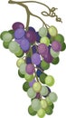 Unripe bunch of grapes